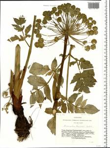 Angelica decurrens (Ledeb.) B. Fedtsch., Siberia, Altai & Sayany Mountains (S2) (Russia)