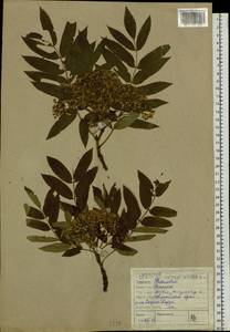 Sorbus aucuparia subsp. glabrata (Wimm. & Grab.) Hedl., Siberia, Altai & Sayany Mountains (S2) (Russia)