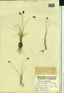 Carex stenophylla subsp. stenophylloides (V.I.Krecz.) T.V.Egorova, Siberia, Altai & Sayany Mountains (S2) (Russia)