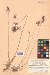 Poa lanata Scribn. & Merr., Siberia, Chukotka & Kamchatka (S7) (Russia)