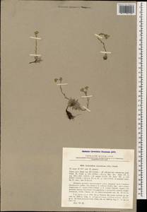 Eritrichium caucasicum (Albov) Grossh., Caucasus, Georgia (K4) (Georgia)