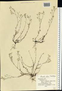Minuartia setacea subsp. setacea, Eastern Europe, Central forest-and-steppe region (E6) (Russia)