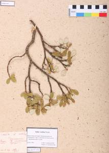 Salix vestita Pursh, Siberia, Altai & Sayany Mountains (S2) (Russia)