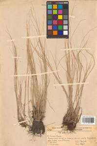 Poa attenuata Trin., Siberia, Russian Far East (S6) (Russia)