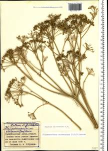Bilacunaria microcarpa (M. Bieb.) Pimenov & V. N. Tikhom., Caucasus, Azerbaijan (K6) (Azerbaijan)