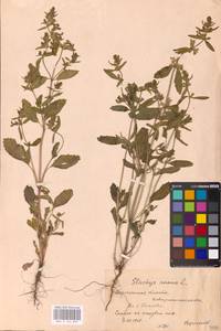 MHA 0 154 835, Stachys annua (L.) L., Eastern Europe, Central forest-and-steppe region (E6) (Russia)
