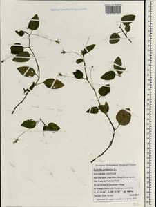 Lobelia zeylanica L., South Asia, South Asia (Asia outside ex-Soviet states and Mongolia) (ASIA) (Vietnam)
