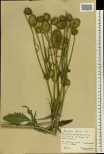Dipsacus strigosus Willd., Eastern Europe, Eastern region (E10) (Russia)