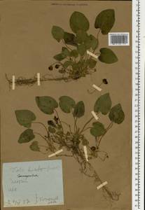 Viola suavis M. Bieb., Eastern Europe, Moldova (E13a) (Moldova)