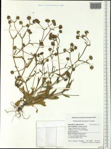Valerianella locusta (L.) Laterr., Australia & Oceania (AUSTR) (New Zealand)