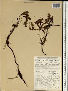 Empetrum nigrum subsp. stenopetalum (V. N. Vassil.) Nedol., Mongolia (MONG) (Mongolia)