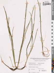 Sparganium angustifolium Michx., Siberia, Chukotka & Kamchatka (S7) (Russia)