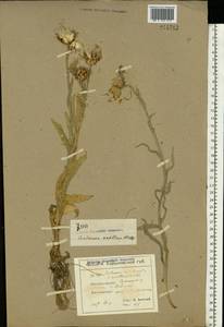 Centaurea triumfettii subsp. axillaris (Willd. ex Celak.) Stef. & T. Georgiev, Eastern Europe, North Ukrainian region (E11) (Ukraine)