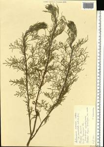Artemisia abrotanum L., Eastern Europe, South Ukrainian region (E12) (Ukraine)