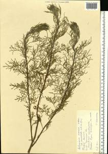 Artemisia abrotanum L., Eastern Europe, North Ukrainian region (E11) (Ukraine)