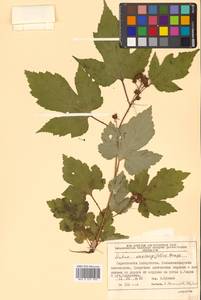 Rubus crataegifolius Bunge, Siberia, Russian Far East (S6) (Russia)