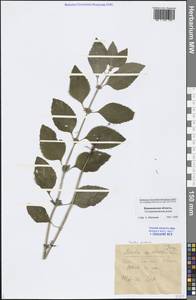 Mentha arvensis L., Eastern Europe, Central forest-and-steppe region (E6) (Russia)