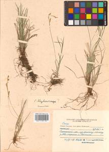 Carex blepharicarpa Franch., Siberia, Russian Far East (S6) (Russia)