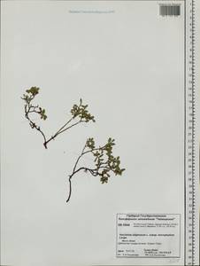Vaccinium uliginosum L., Siberia, Central Siberia (S3) (Russia)