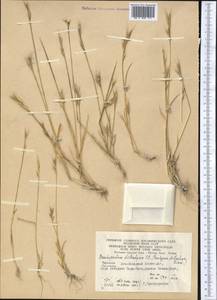 Brachypodium distachyon (L.) P.Beauv., Middle Asia, Kopet Dag, Badkhyz, Small & Great Balkhan (M1) (Turkmenistan)