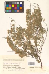 Spiraea crenata L., Eastern Europe, Lower Volga region (E9) (Russia)