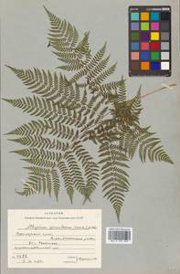 Athyrium spinulosum (Maxim.) Milde, Siberia, Russian Far East (S6) (Russia)