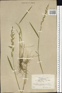 Beckmannia syzigachne (Steud.) Fernald, Siberia, Baikal & Transbaikal region (S4) (Russia)