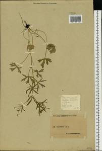 Ranunculus sceleratus L., Eastern Europe, Central forest-and-steppe region (E6) (Russia)