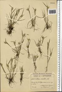 Eremopyrum orientale (L.) Jaub. & Spach, Eastern Europe, Moscow region (E4a) (Russia)