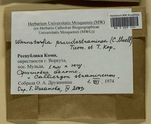 Warnstorfia pseudostraminea (Müll. Hal.) Tuom. & T.J. Kop., Bryophytes, Bryophytes - European North East (B7) (Russia)