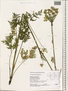 Silphiodaucus prutenicus subsp. prutenicus, Eastern Europe, Central region (E4) (Russia)