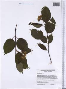 Cornus amomum subsp. obliqua (Raf.) J.S.Wilson, America (AMER) (United States)