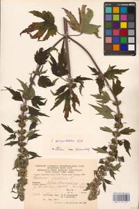 MHA 0 154 677, Leonurus quinquelobatus Gilib., Eastern Europe, West Ukrainian region (E13) (Ukraine)
