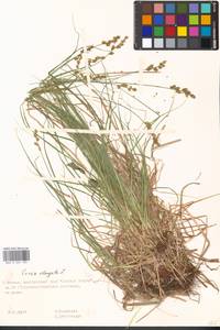 Carex elongata L., Eastern Europe, Moscow region (E4a) (Russia)