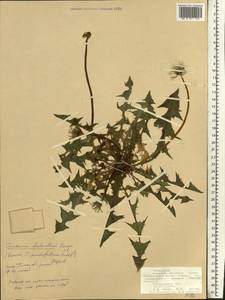 Taraxacum falcatum Brenner, Eastern Europe, Northern region (E1) (Russia)
