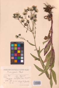 Picris japonica subsp. japonica, Siberia, Russian Far East (S6) (Russia)