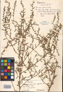 Polygonum, Eastern Europe, Moscow region (E4a) (Russia)
