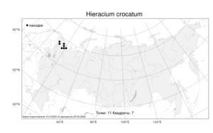 Hieracium crocatum Fr., Atlas of the Russian Flora (FLORUS) (Russia)