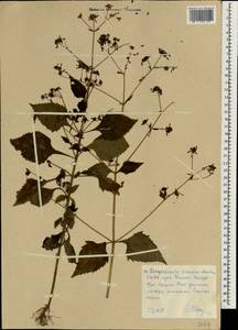 Sigesbeckia pubescens (Makino) Makino, South Asia, South Asia (Asia outside ex-Soviet states and Mongolia) (ASIA) (North Korea)