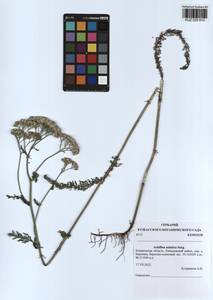 Achillea asiatica Serg., Siberia, Altai & Sayany Mountains (S2) (Russia)