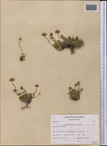 Erigeron compositus Pursh, America (AMER) (Greenland)