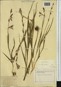 Gladiolus illyricus W.D.J.Koch, Western Europe (EUR) (France)