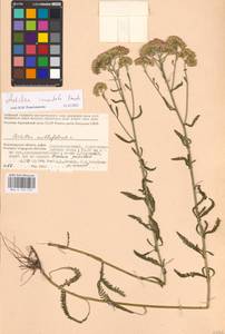 Achillea inundata Kondr., Eastern Europe, Lower Volga region (E9) (Russia)