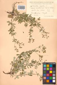 Potentilla argentea L., Siberia, Russian Far East (S6) (Russia)