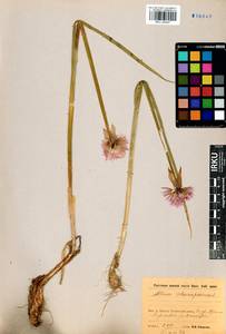 Allium schoenoprasum L., Siberia, Baikal & Transbaikal region (S4) (Russia)