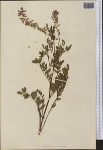 Hedysarum americanum (Michx. ex Pursh) Britton, America (AMER) (Not classified)