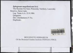 Sphagnum magellanicum Brid., Bryophytes, Bryophytes - Russian Far East (excl. Chukotka & Kamchatka) (B20) (Russia)