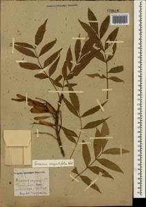 Fraxinus angustifolia Vahl, Crimea (KRYM) (Russia)