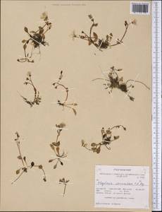 Claytonia sarmentosa C. A. Mey., America (AMER) (United States)