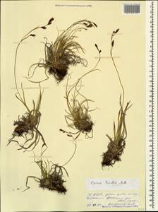 Carex tristis M.Bieb., Caucasus, North Ossetia, Ingushetia & Chechnya (K1c) (Russia)